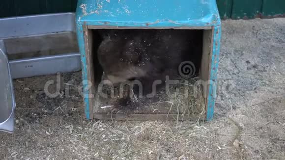 女人的手在动物园的临时搭建的小窝里逗着堪察加棕熊视频的预览图