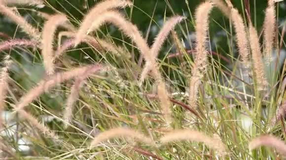 在风中摇摆的花棕色的草或小叶草视频的预览图