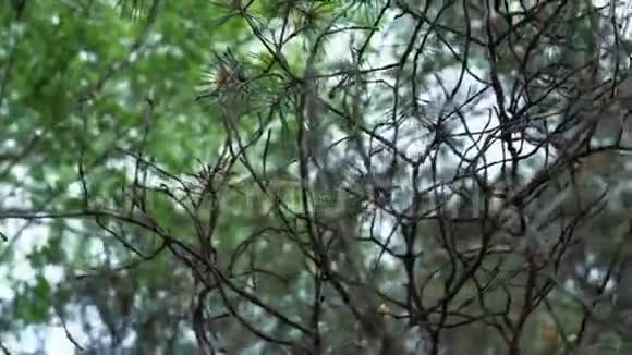 从公园或森林中的松枝和绿色落叶树的底部看蓝天股票视频的预览图