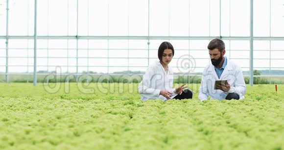 温室沙拉的水培方法两名实验室助手用平板电脑检查植物状况并分析视频的预览图