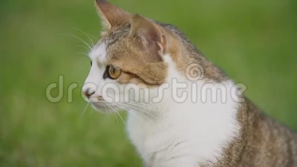 绿色草坪背景下的猫画像视频的预览图