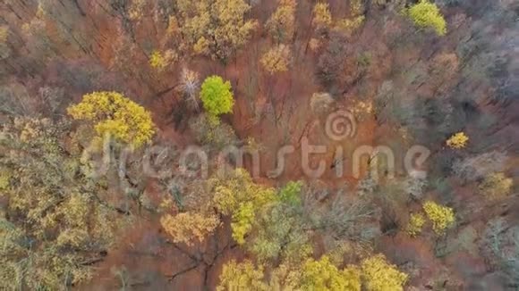 秋林景观空中拍摄黄树视频的预览图
