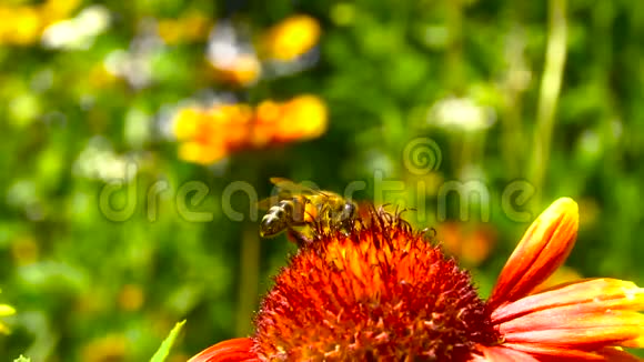 蜜蜂从红花中起飞视频的预览图