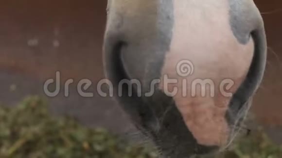一匹马咀嚼特写食物视频的预览图
