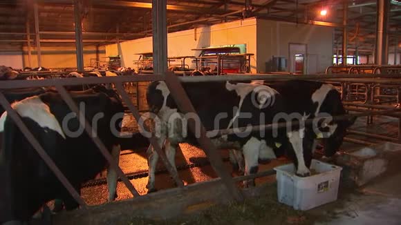 奶牛在谷仓里吃东西视频的预览图