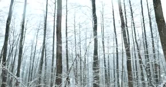 暴风雪期间的冬季雪林公园冰雪混合森林全景视频的预览图