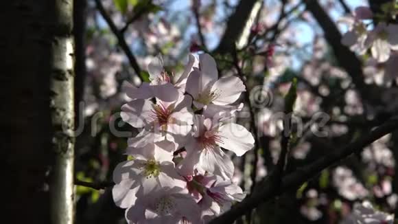 4K花樱桃枝的精彩特写美丽的樱花盛开视频的预览图