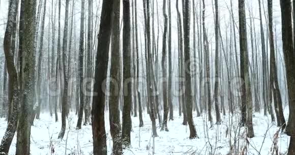 暴风雪期间的冬季雪林公园冰雪混合森林全景视频的预览图
