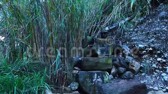 山溪溪水林雨景色视频的预览图