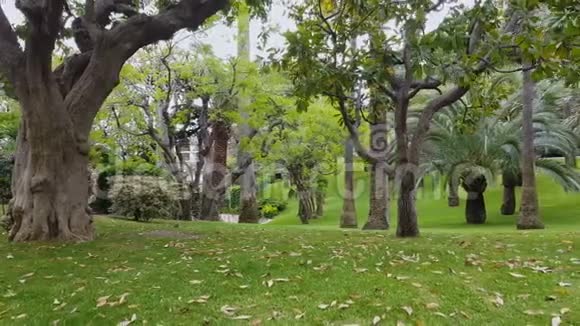 美丽的绿色花园在尼斯度假城娱乐在法国自然视频的预览图