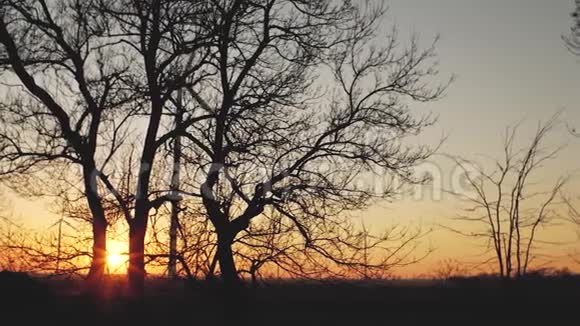在美丽的夕阳下树在风力涡轮机的背景下剪影视频的预览图