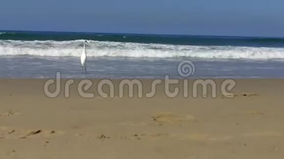 白鹭站在海浪中然后沿着威尼斯海滩的太平洋海岸散步视频的预览图