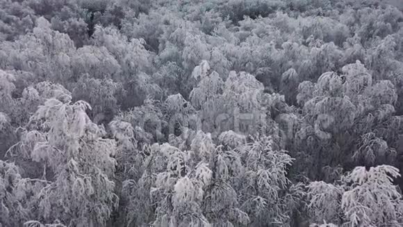 鸟瞰冬天白雪覆盖的松林冬天的森林纹理空中观景空中无人机冬季景观视频的预览图