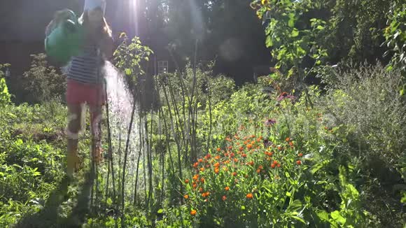 女人在阳光明媚的夏日花园里浇花和香料4K视频的预览图