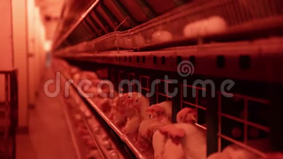禽类厂生产鸡蛋鸡蛋由输送机输送视频的预览图