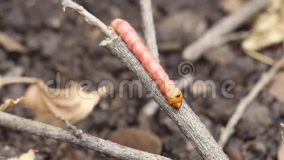 红泽拉咖啡或蛾茎蛀虫破坏树木蔬菜农业植物病害是危险的害虫视频的预览图