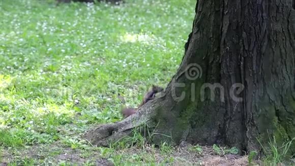 公园里爬树的红松鼠视频的预览图