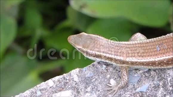 多股蜥蜴的镜头俗称东印度棕色马布亚视频的预览图