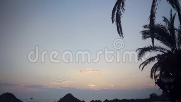 夕阳透过椰树的叶子剪影视频的预览图