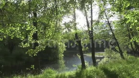 摄像机沿着森林湖的海岸移动到夏天阳光明媚的日子阳光透过树叶照耀视频的预览图