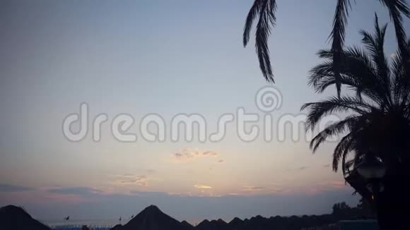 夕阳透过椰树的叶子剪影视频的预览图