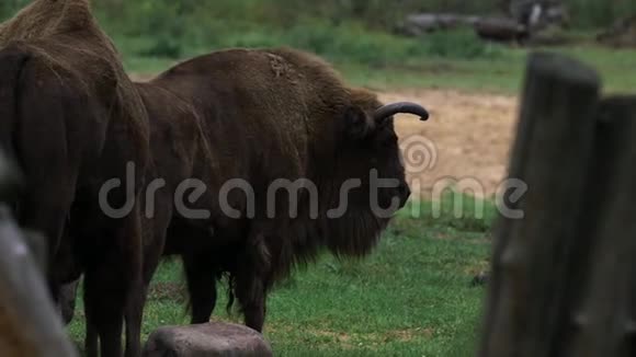 野牛穿过保护区的木栅栏视频的预览图