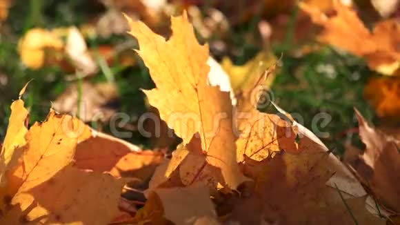 合上草甸上干枯的秋叶视频的预览图
