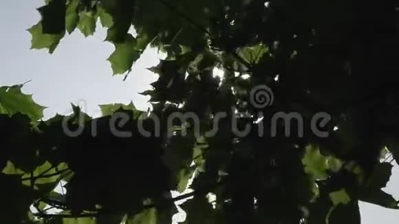 树枝后面阳光灿烂视频的预览图