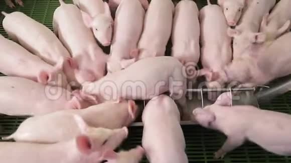 猪在养猪场互相推着吃食物从水槽里吃的猪视频的预览图