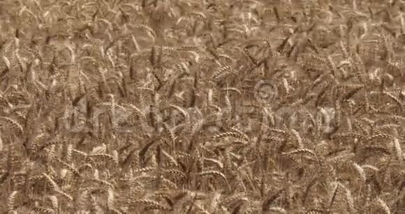 麦田里的风小麦属法国诺曼底视频的预览图