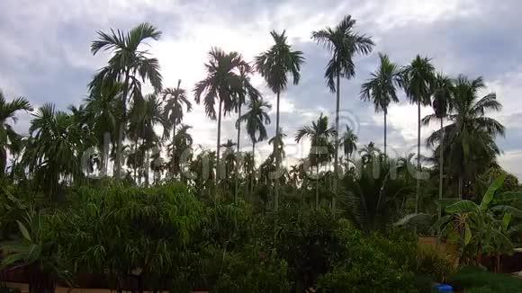 时间流逝视频镜头棕榈树在蓝天背景旅游避暑度假和热带视频的预览图