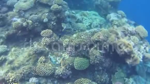 红海水下鱼生命视频的预览图
