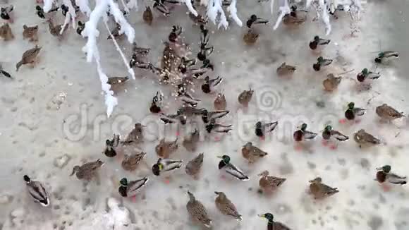 野鸭冬天的食物视频的预览图