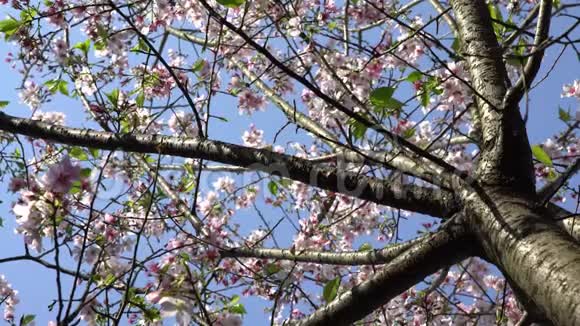 4K花樱桃枝的精彩特写美丽的樱花盛开视频的预览图