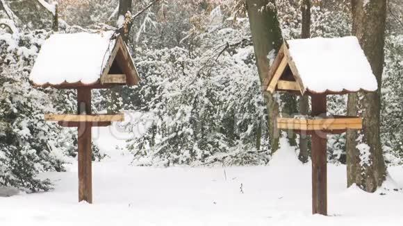 冬天雪天两只鸟喂食视频的预览图