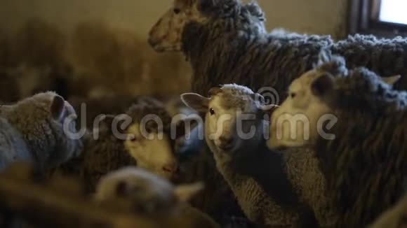 谷仓里的羊群嚼羊肮脏的棕色绵羊视频的预览图