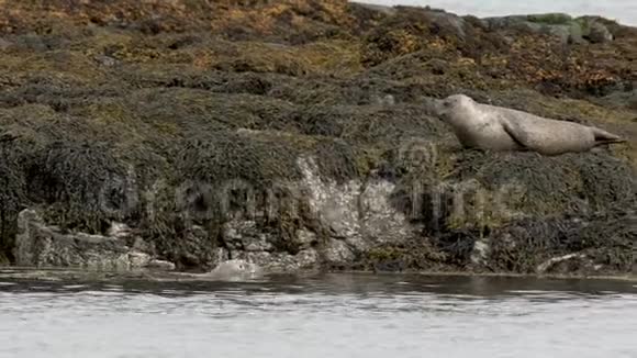 SEALCLIMBROCKSCOTLAND高清视频的预览图