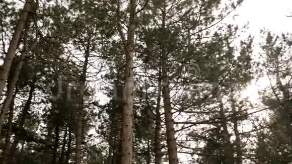 山林山上长着松树视频的预览图