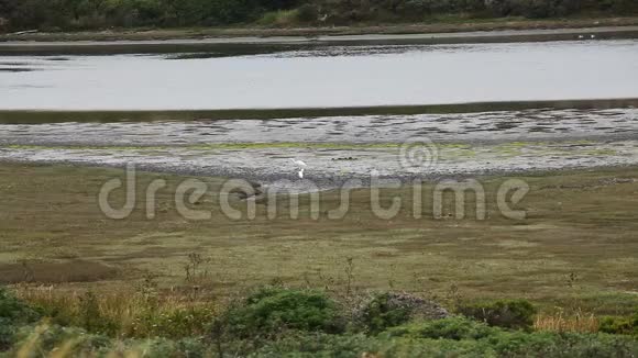 白鹭走在泥泞的海岸河口雷耶斯加州视频的预览图
