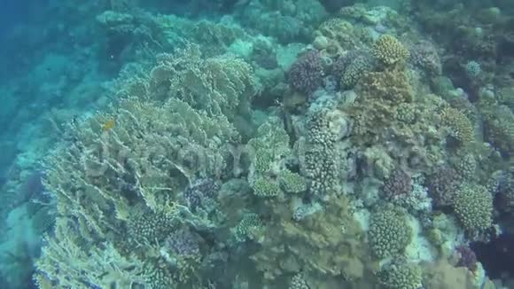 红海水下鱼生命视频的预览图