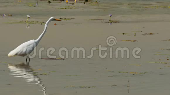 在鸟嘴边涉水中间白鹭视频的预览图