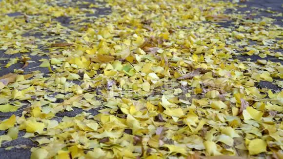 秋天的街道上有黄色的枫叶视频的预览图
