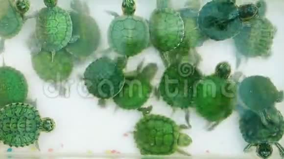 一个绿色的小海龟顶景视频的预览图