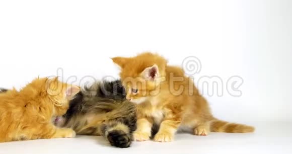 缅因州棕色斑纹斑纹斑猫和奶油斑纹斑猫家猫雌猫和小猫在白色的衬托下吮吸视频的预览图