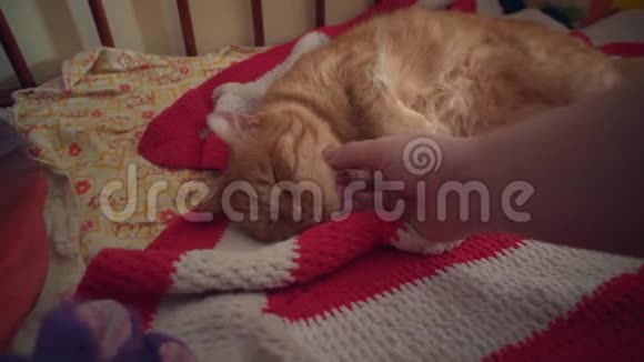 人类抚摸一只红猫它高兴地皱着眉头视频的预览图
