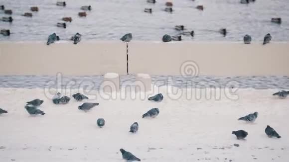 一只鸽子坐在横梁上在湖的背景上走来走去视频的预览图
