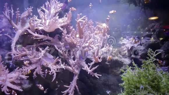 水族馆里的珊瑚和鱼视频的预览图