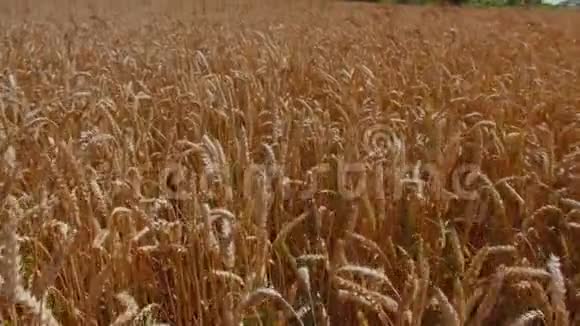 小麦穗在田里概念生态清洁空气夏季春季种植园草地植物环境黄金视频的预览图