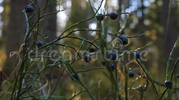 在秋天的森林里干蓝莓视频的预览图