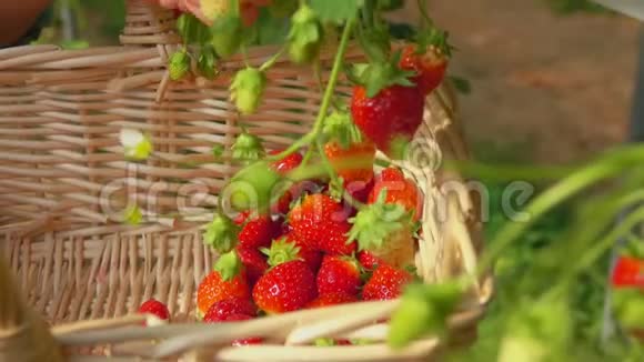 在菜盆里摘草莓视频的预览图